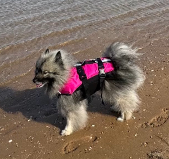 Surf Dog Australia Dog Lifejacket Stunt