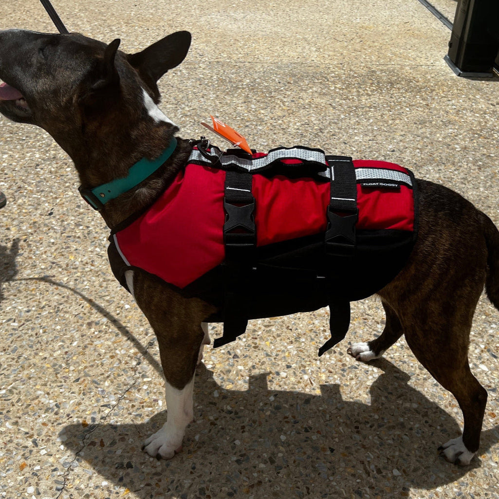 Surf Dog Australia Dog Lifejacket Stunt