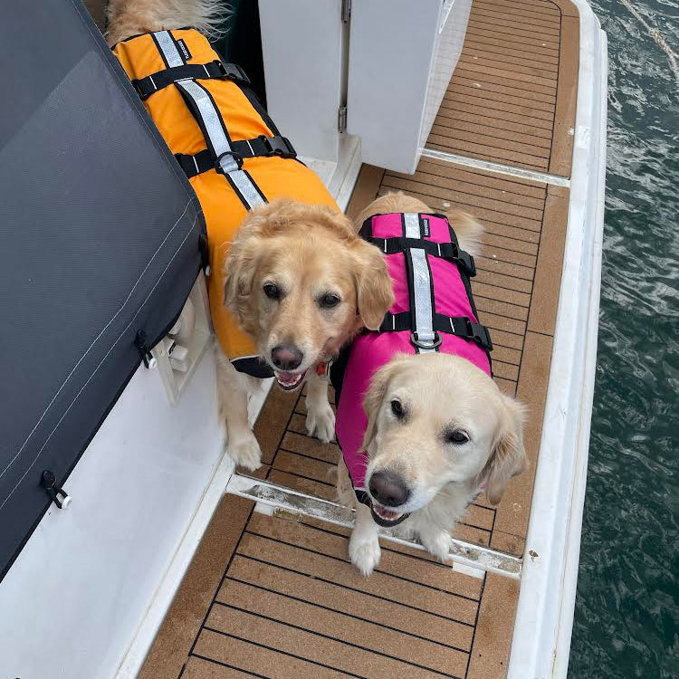 Surf Dog Australia Dog Lifejacket Stunt