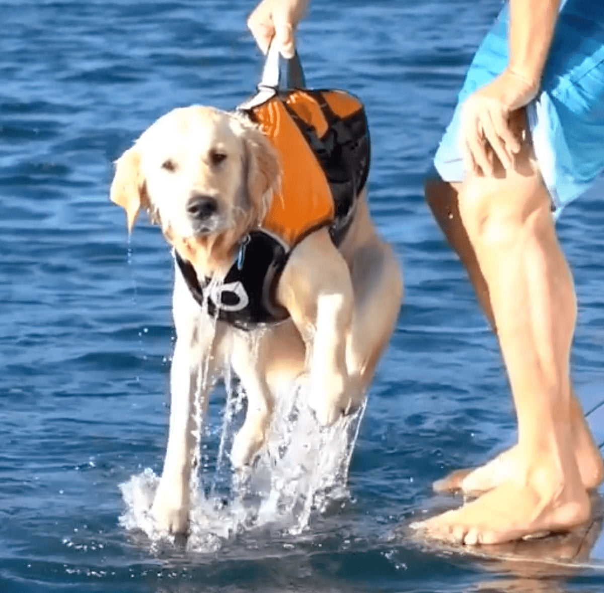 Surf Dog Australia Dog Lifejacket Stunt