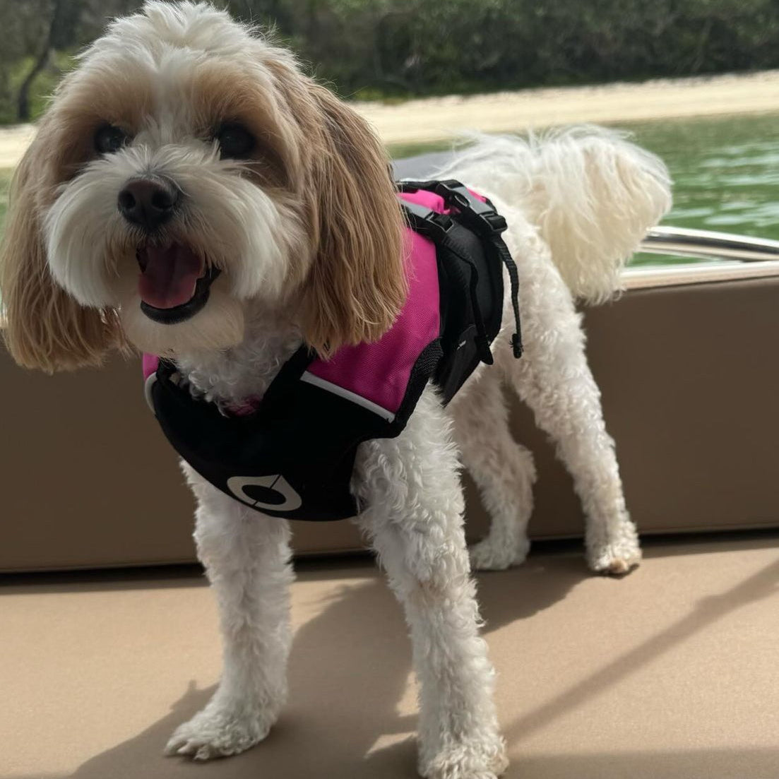 Surf Dog Australia Dog Lifejacket Stunt