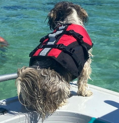 Surf Dog Australia Dog Lifejacket Stunt