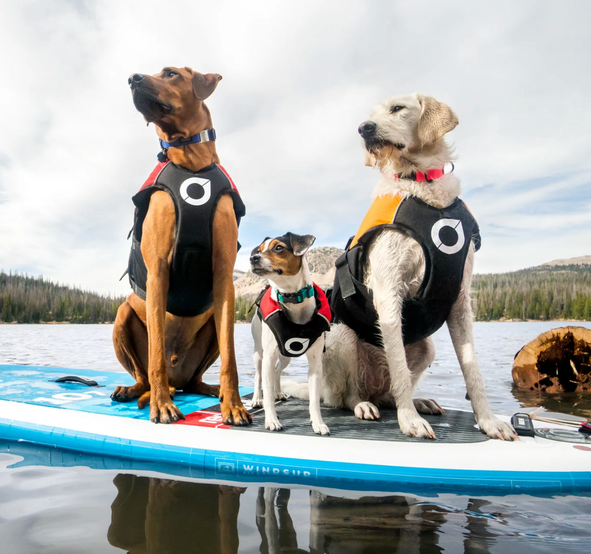 Surf Dog Australia Dog Lifejacket Stunt