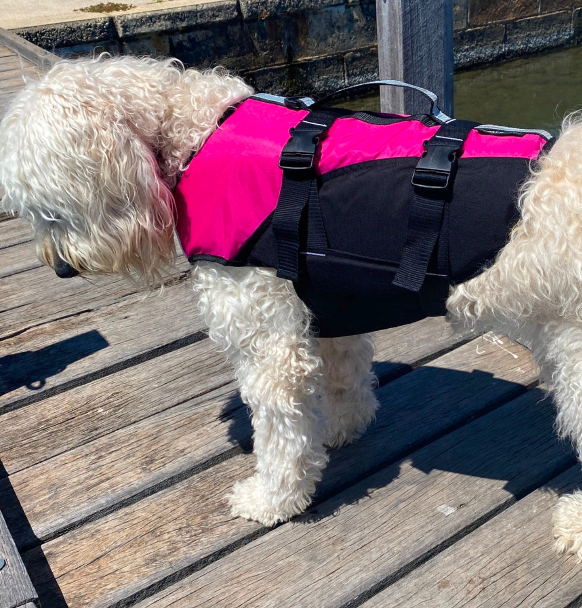 Surf Dog Australia Dog Lifejacket Stunt