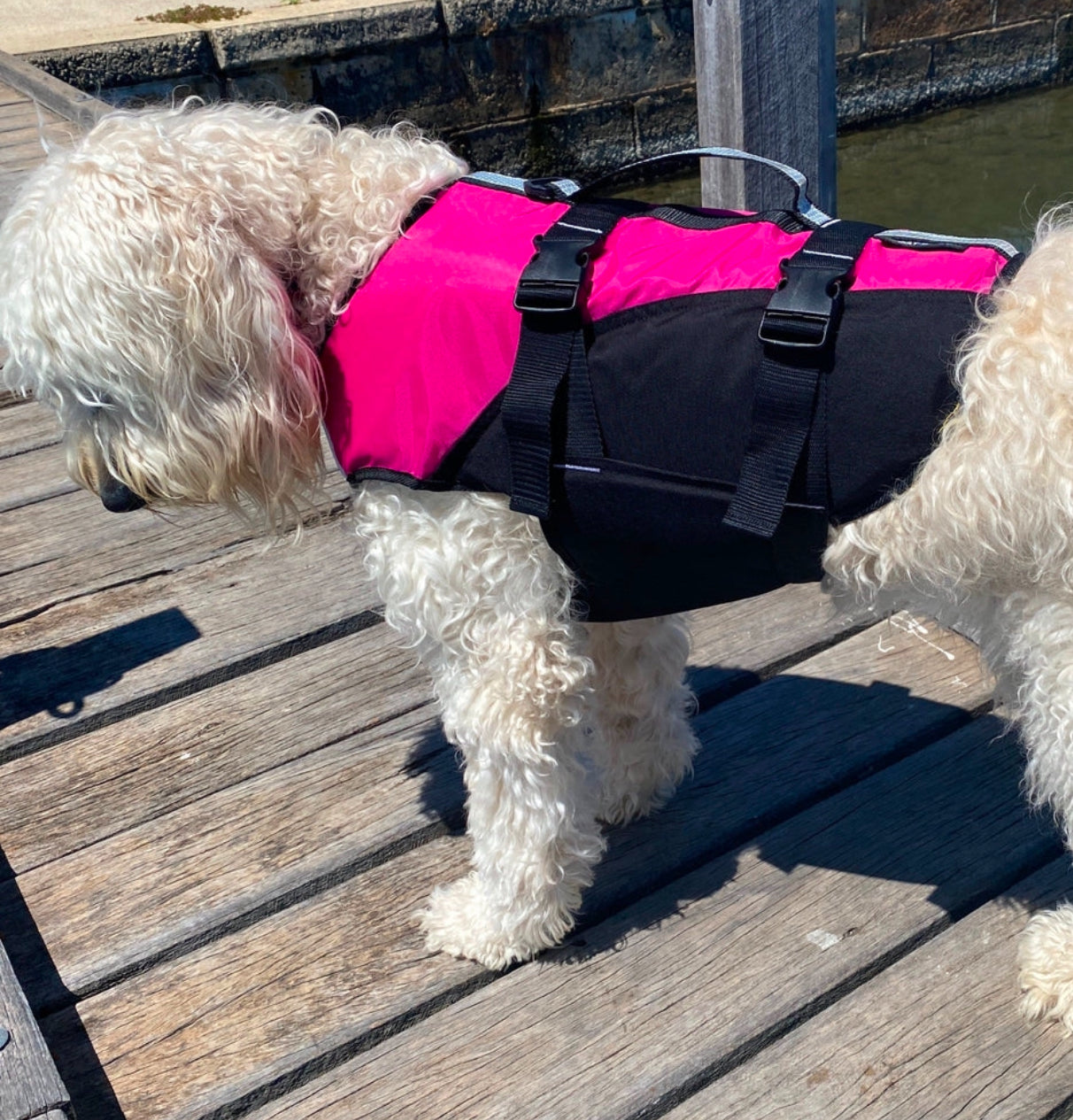 Surf Dog Australia Dog Lifejacket Stunt