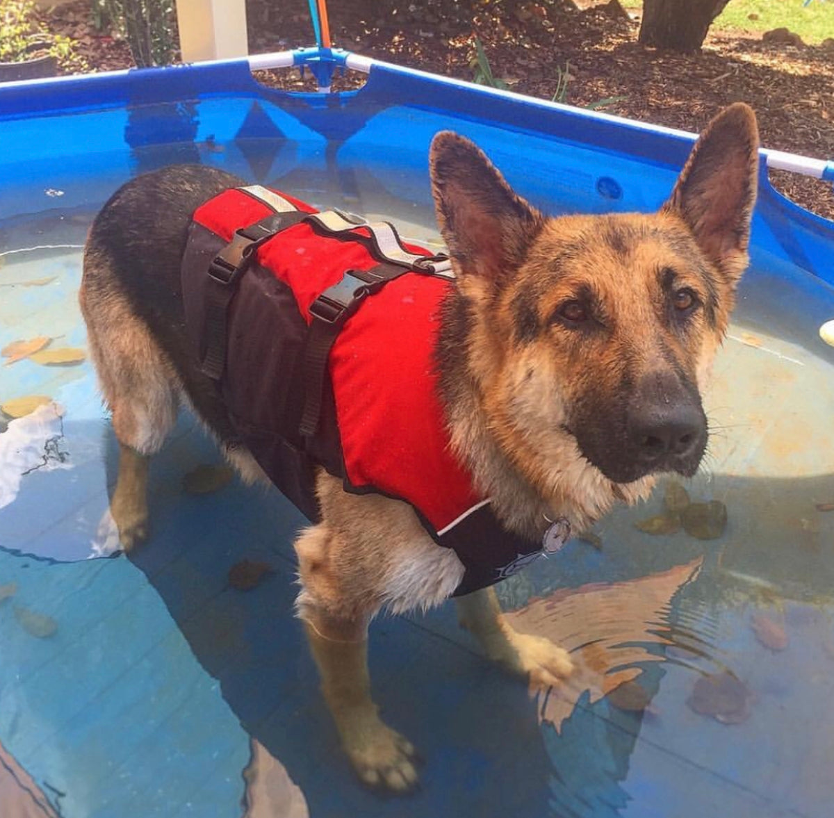 Surf Dog Australia Dog Lifejacket Stunt