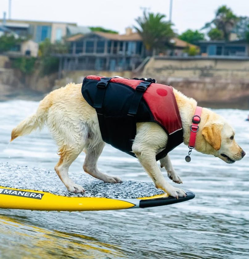 Surf Dog Australia Dog Lifejacket Stunt