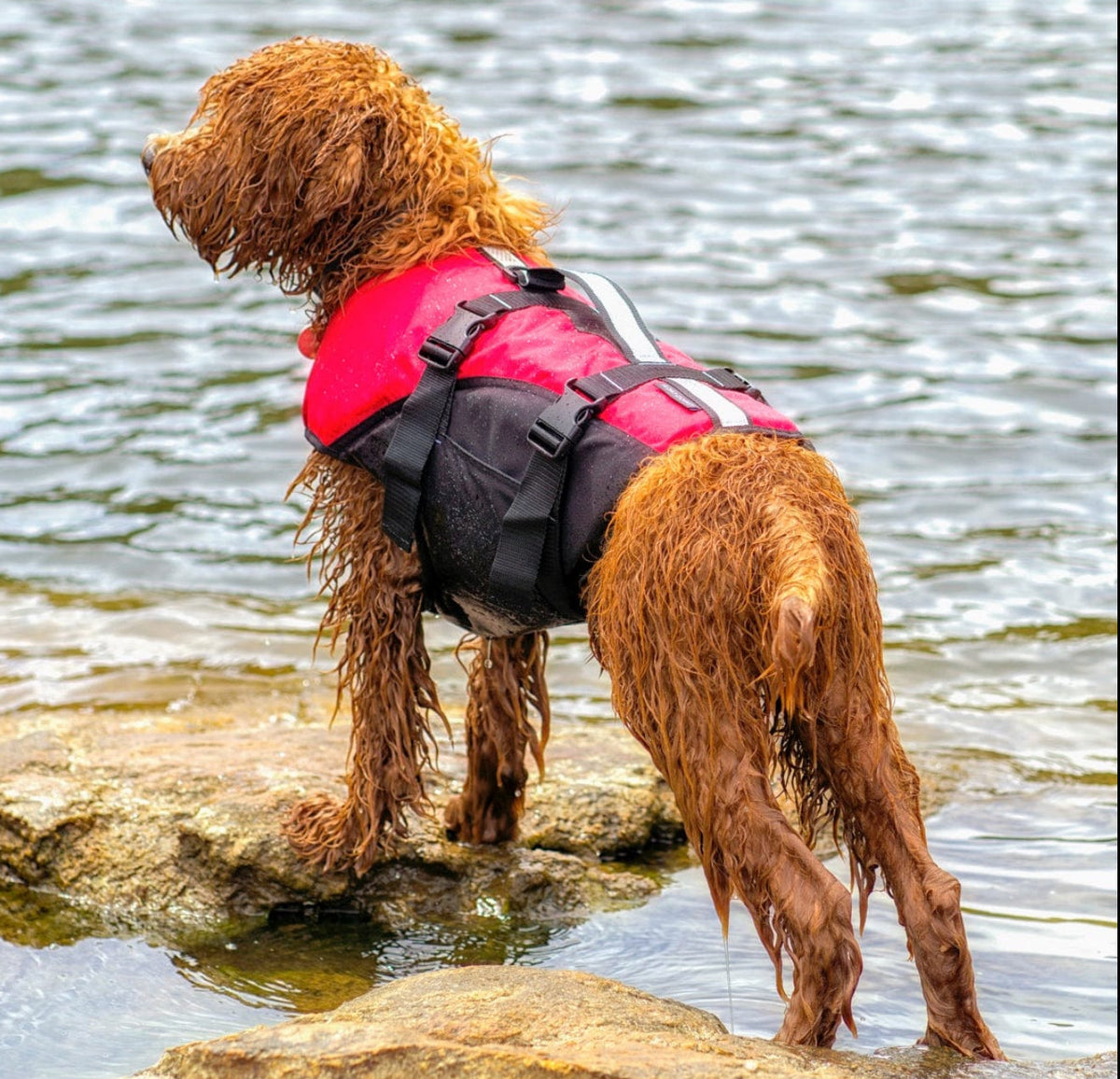 Surf Dog Australia Dog Lifejacket Stunt