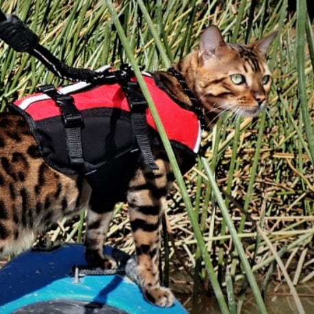 Surf Dog Australia Dog Lifejacket Dog Lifejackets