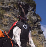 Surf Dog Australia Dog Lifejacket Dog Lifejackets