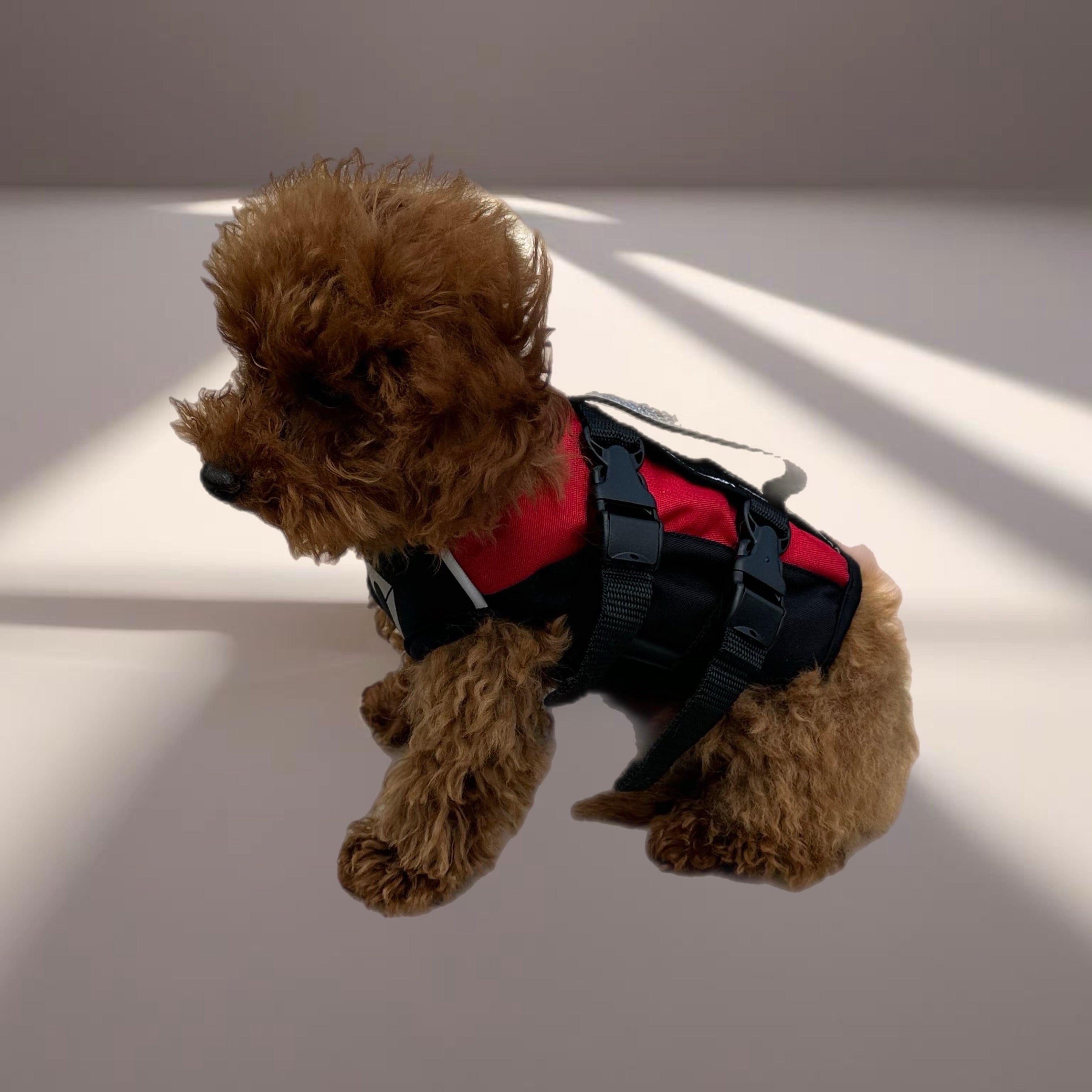 Xs dog life jacket hotsell
