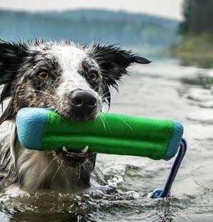 SurfDog Australia Dog Toy Toy - Amphibious Bumper