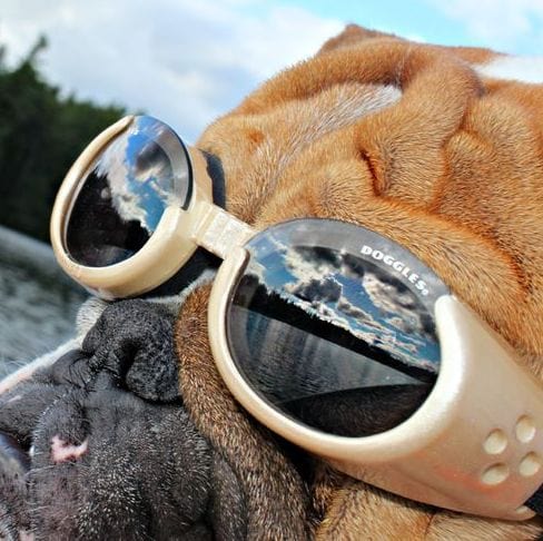 Doggles - Dog Sunglasses UV Protection Eye Wear for dogs Surfdog Australia