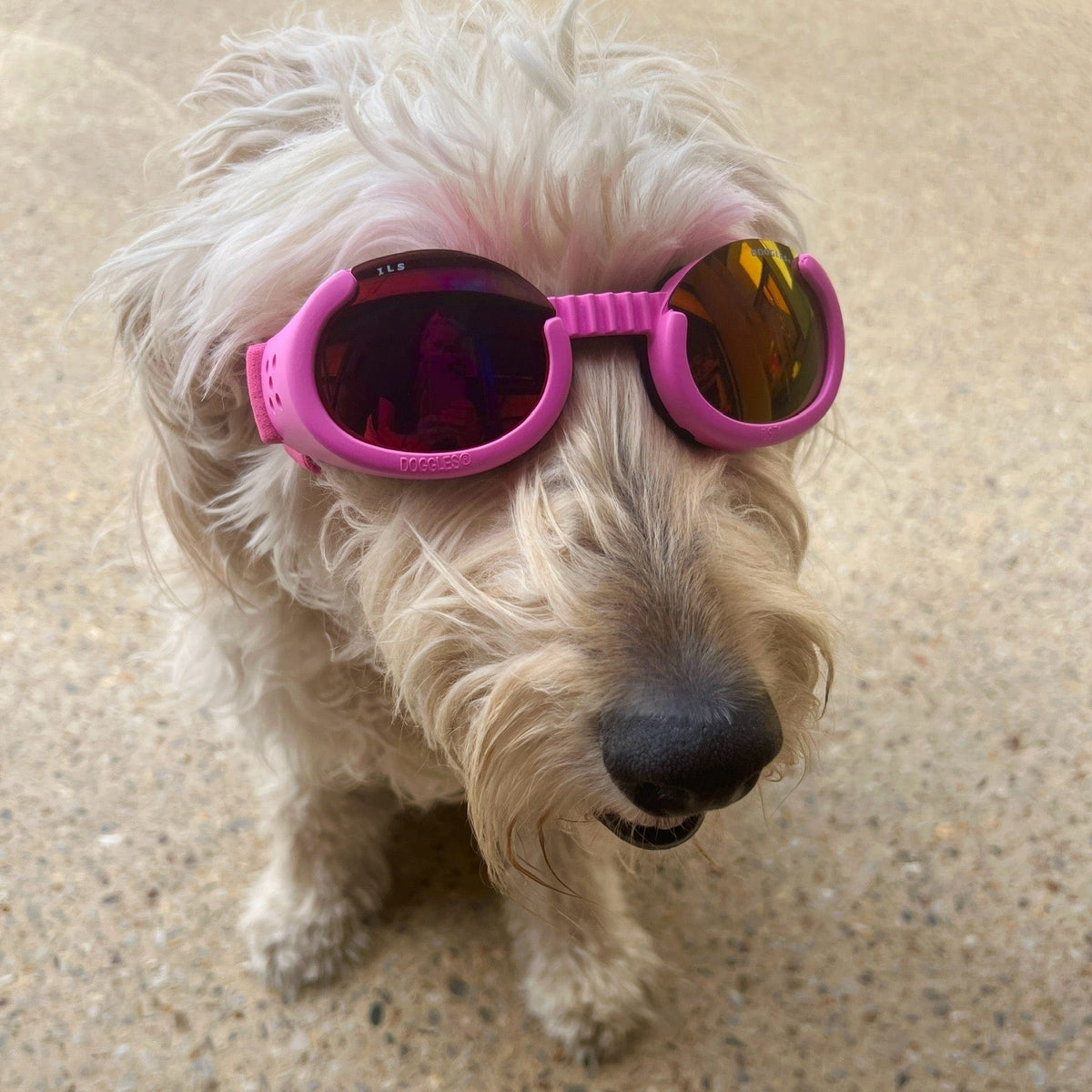 SODIAL(R) Black Framed Pet Puppy Dog UV Protection Doggles Goggles SODIAL(R) Black Framed Pet Puppy Dog UV Protection Doggles Goggles