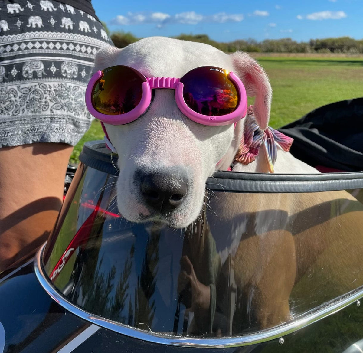 Surf Dog Australia Doggles Doggles - Dog Sunglasses