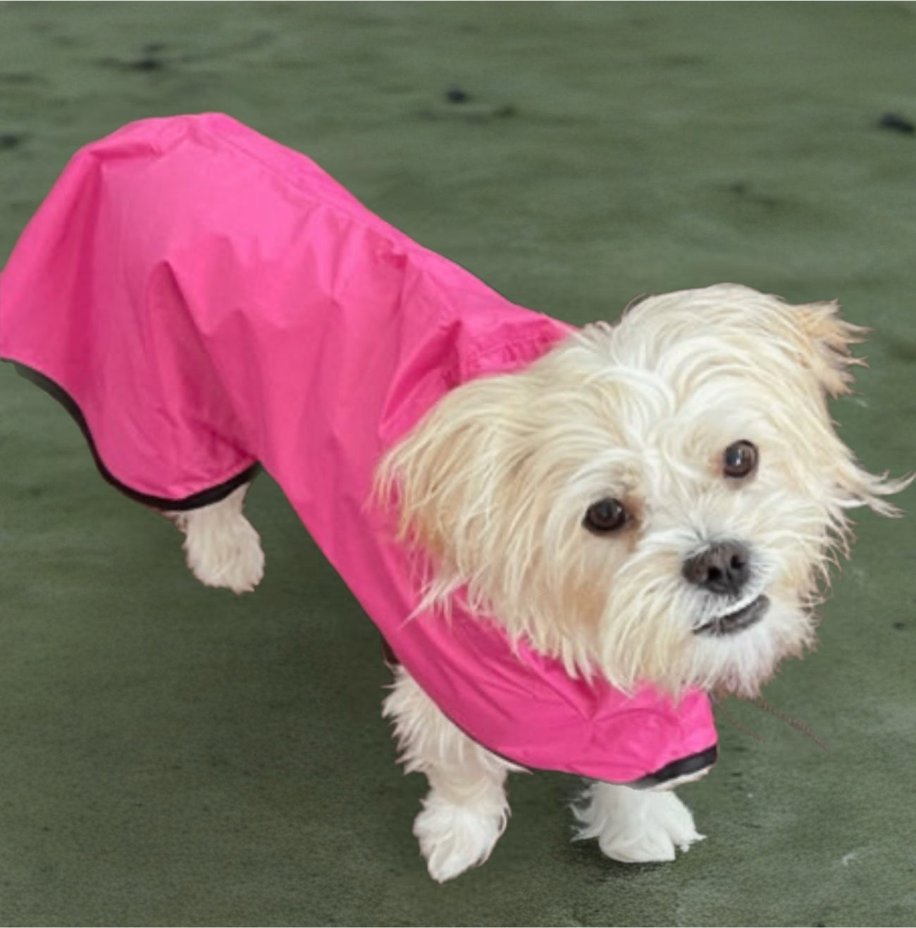 SurfDog Australia Raincoats for dogs Raincoats for Dogs Free walk RainFREE