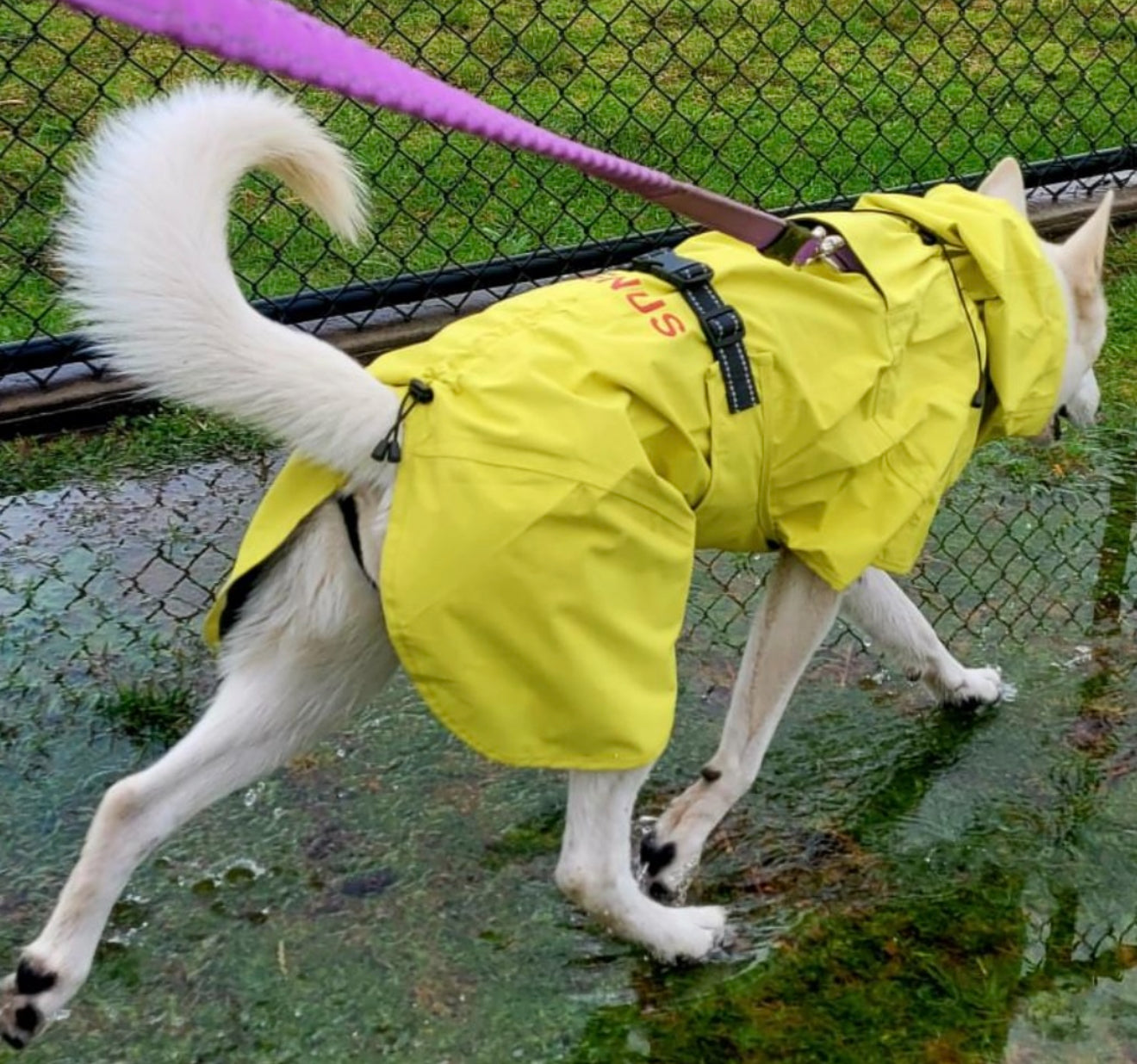 Surfdog Australia Raincoats for dogs Raincoats for Dogs -Super