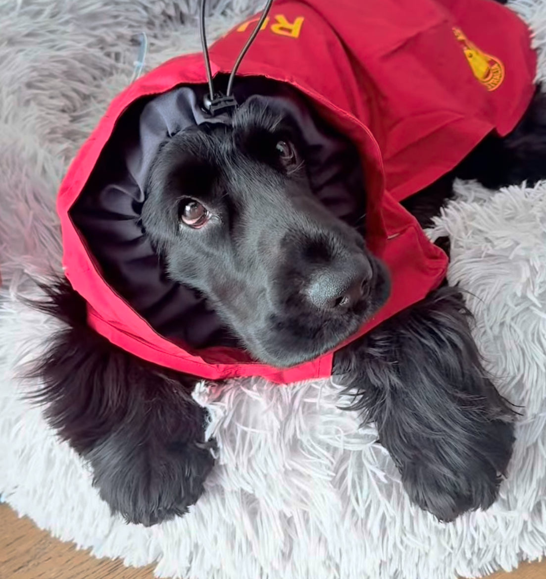 Surfdog Australia Raincoats for dogs Raincoats for Dogs -Super