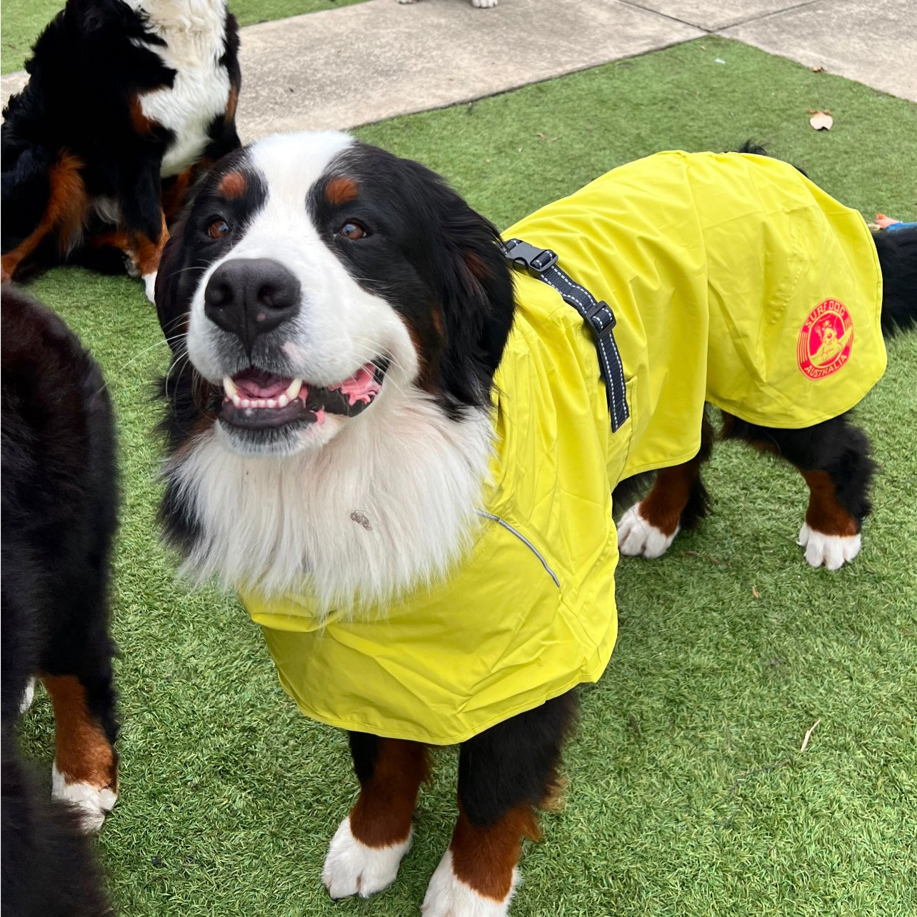 Surfdog Australia Raincoats for Dogs -Super
