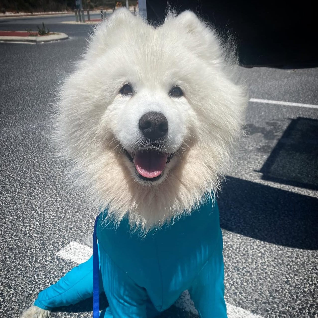 Surfdog Australia Rashies for dogs Dog Rashie Full Body Cover