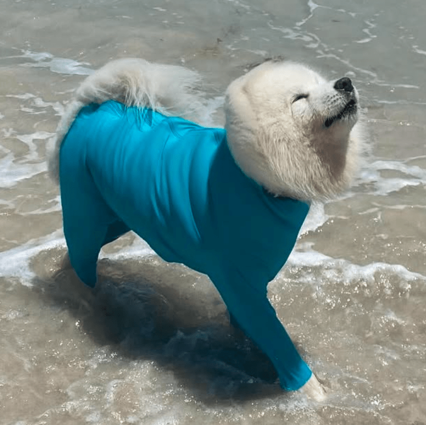 Dog Rashie Body Suit Surfdog Australia