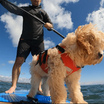 Surfdog Australia Dog Lifejacket Buoyancy Aid