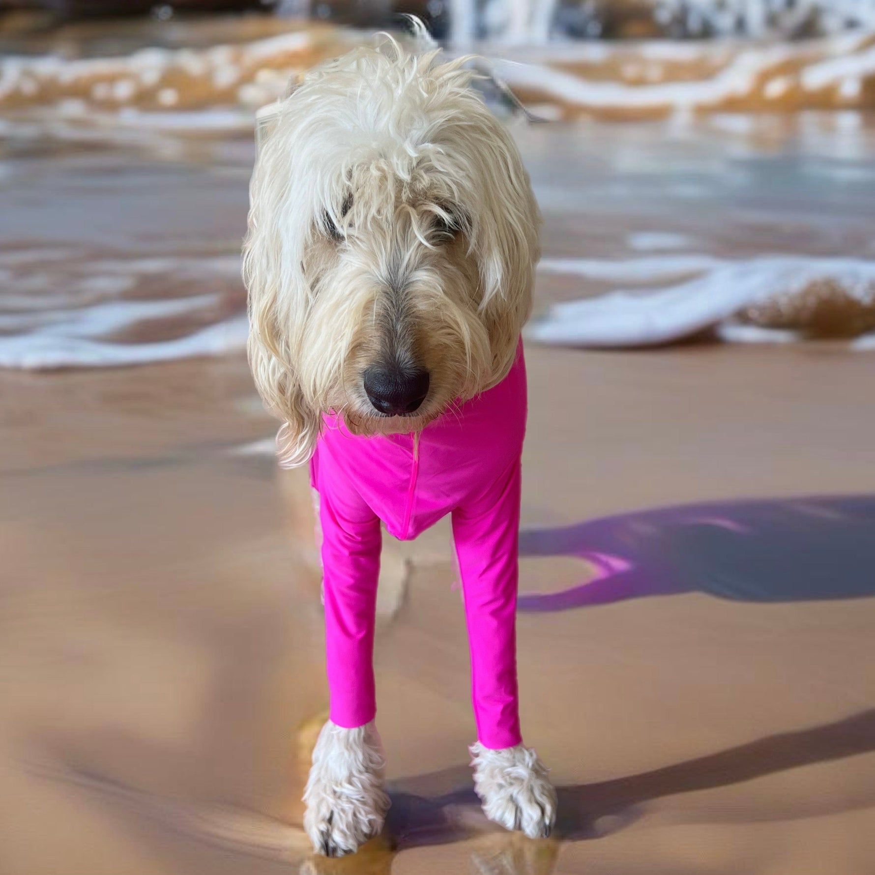 Surfdog Australia Rashie for dogs Long Sleeved Superdog