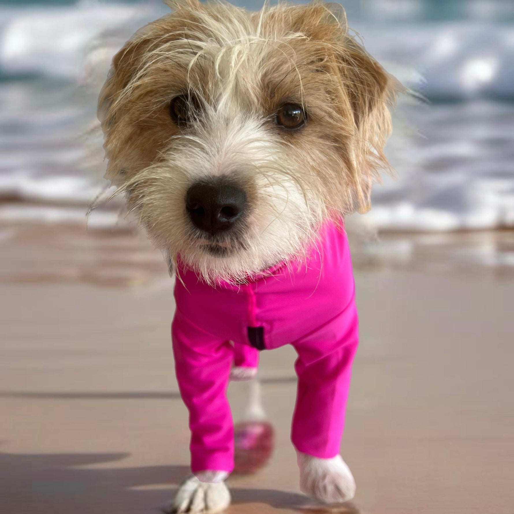 Surfdog Australia Rashie for dogs Long Sleeved Superdog