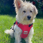 Surfdog Australia Red Dog Buoyancy Aid