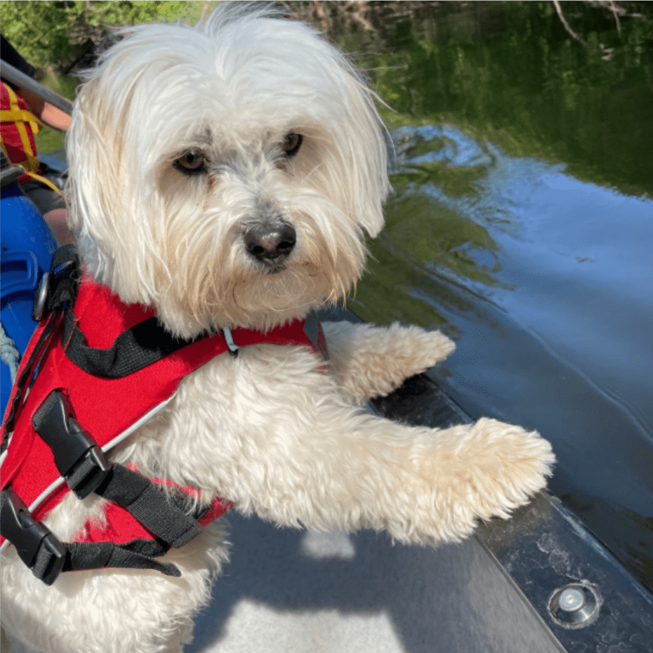 Surfdog Australia Red Dog Buoyancy Aid