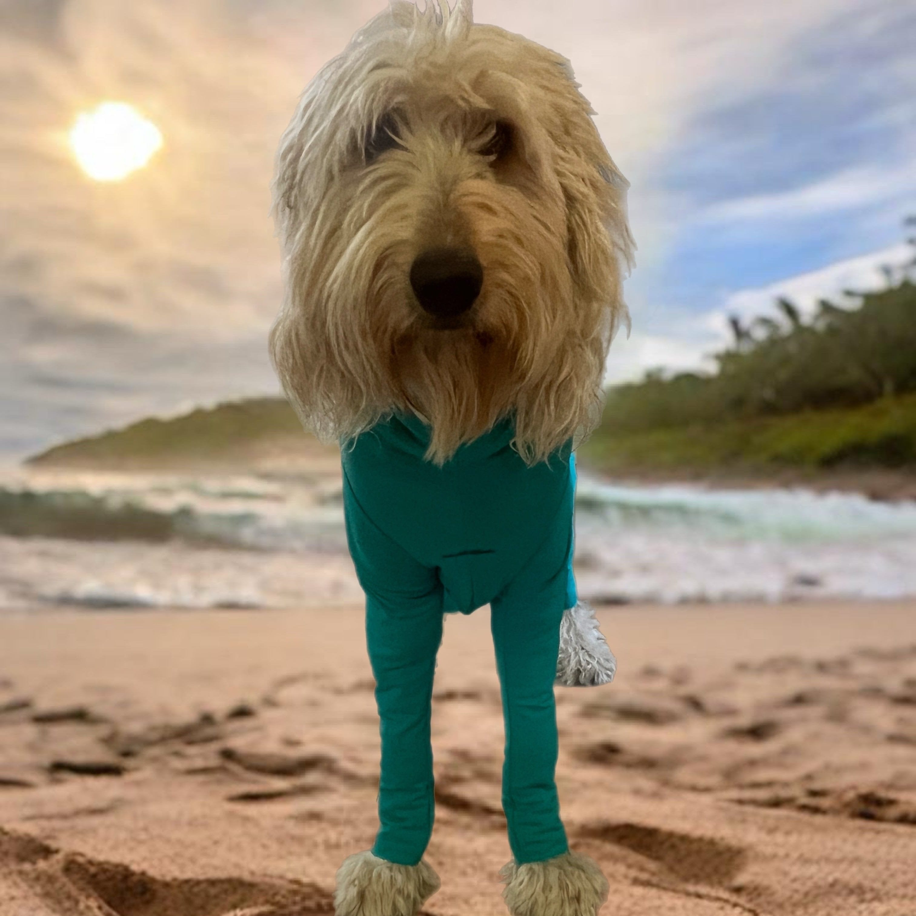 Dog Rashies Surfdog Australia