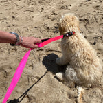 Surfdog Australia The Leash