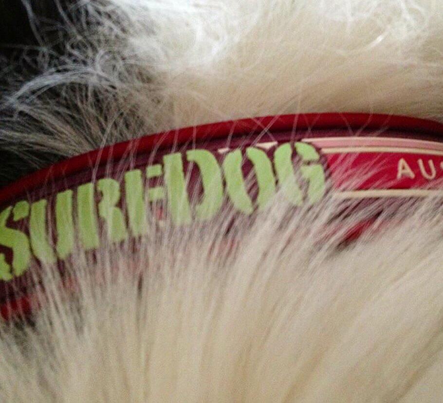 Surf Dog Collars SurfDog collars - waterproof