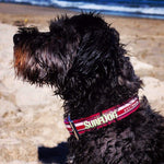 Surf Dog Collars SurfDog collars - waterproof