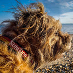 Surf Dog Collars SurfDog collars - waterproof