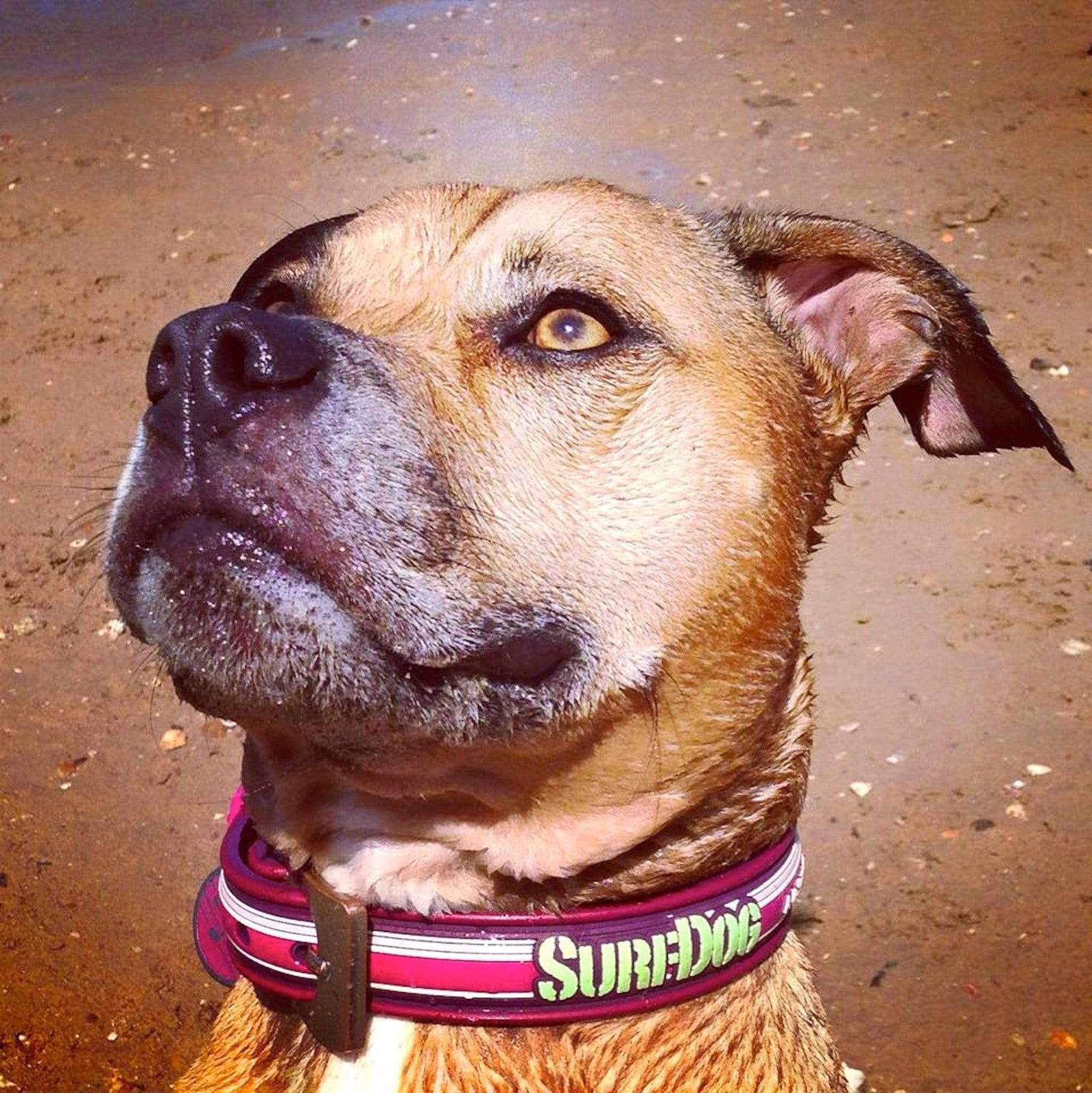 Salt water resistant dog collar clearance