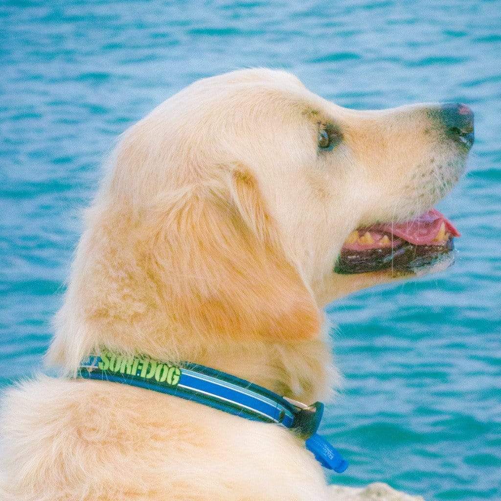 Surf Dog Collars SurfDog collars - waterproof