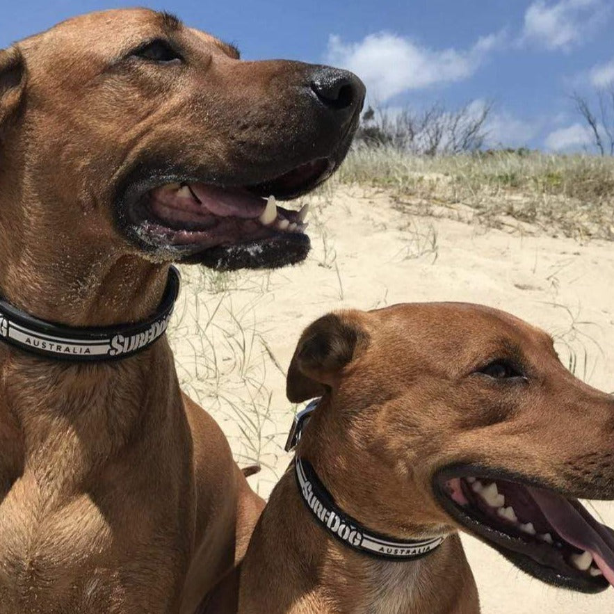 Surf Dog Collars SurfDog collars - waterproof