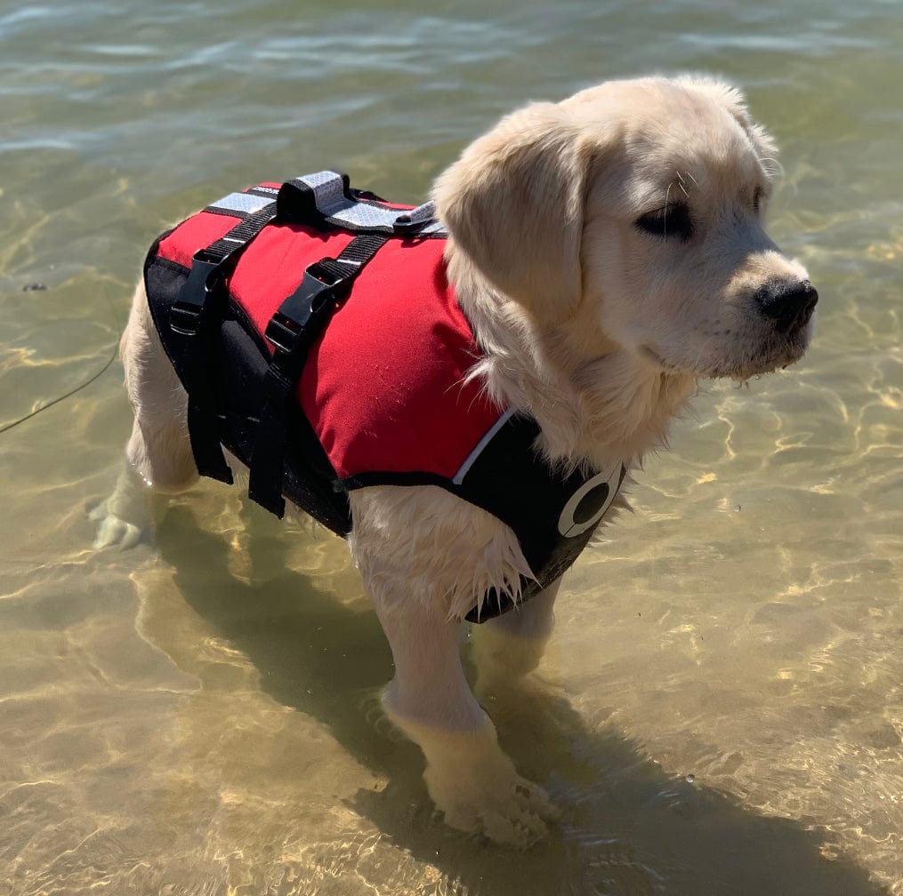 Surf Dog Australia dog lifejacket Dog Life Jackets - Different to all the rest