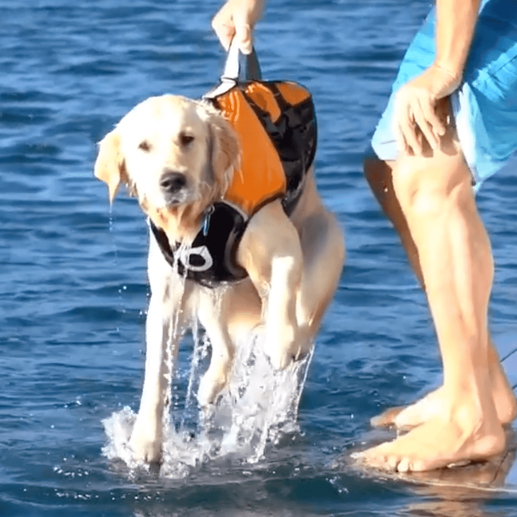 Dog Lifejackets direct from Western Australia. The only Dog Lifejacket with an Enclosed lifting Harness to safely lift your dog from the water and a padded chest panel between the front legs.  Conventional dog lifejackets are open between the front legs, which can cause the heavy head and chest area to sink and fall through that gap - so we closed it with a continuous articulated chest and belly panel.