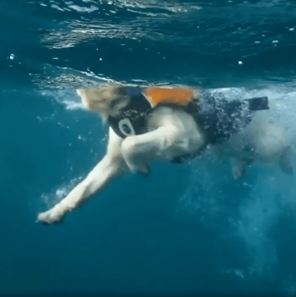 Surf Dog Australia dog lifejacket Dog Life Jackets - Different to all the rest