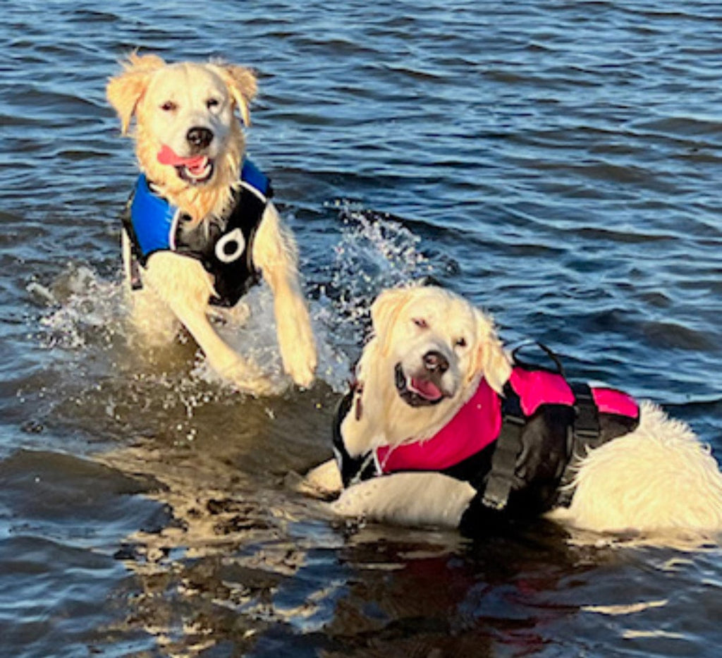Surf Dog Australia dog lifejacket Dog Lifejackets