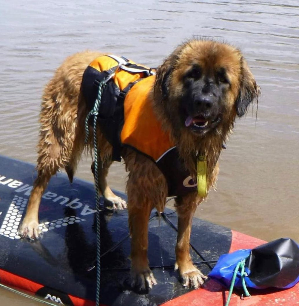 Surf Dog Australia dog lifejacket Dog Lifejackets