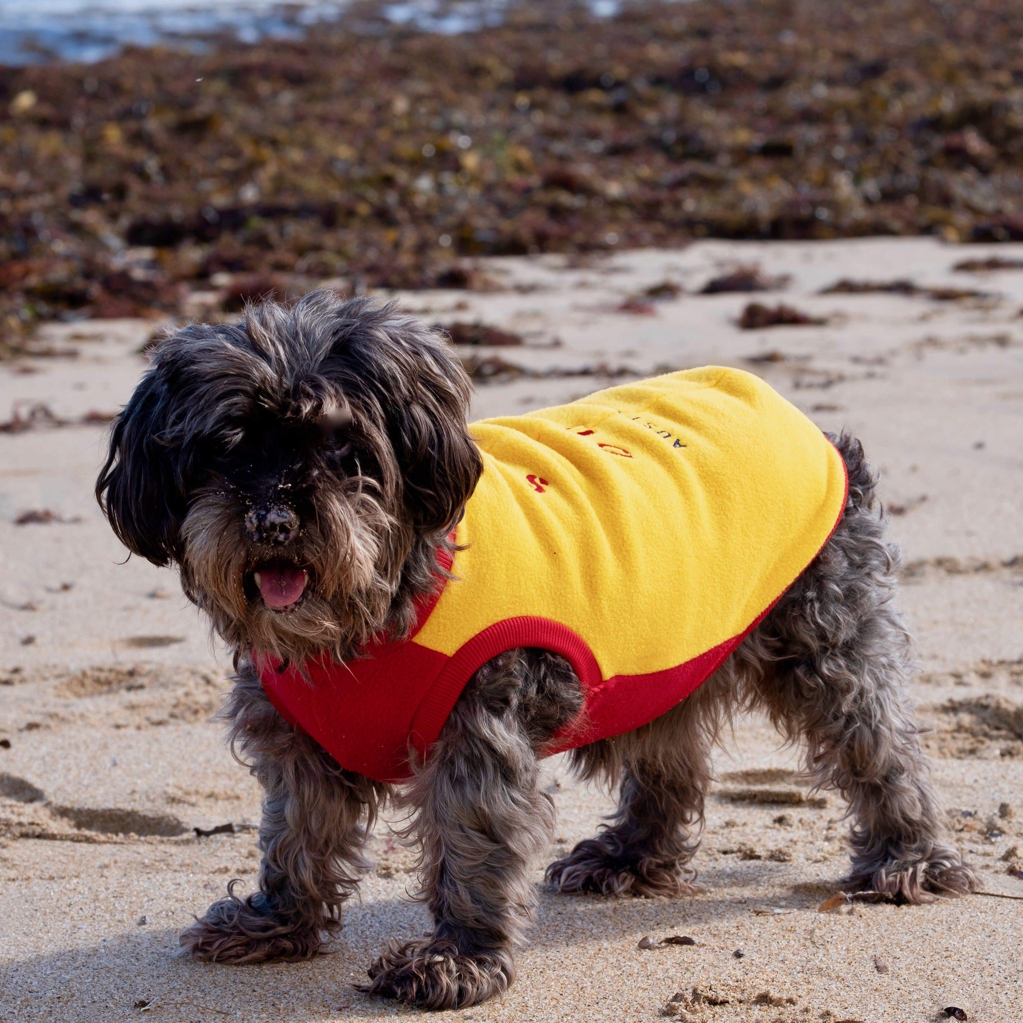 Dog jumper on sale australia