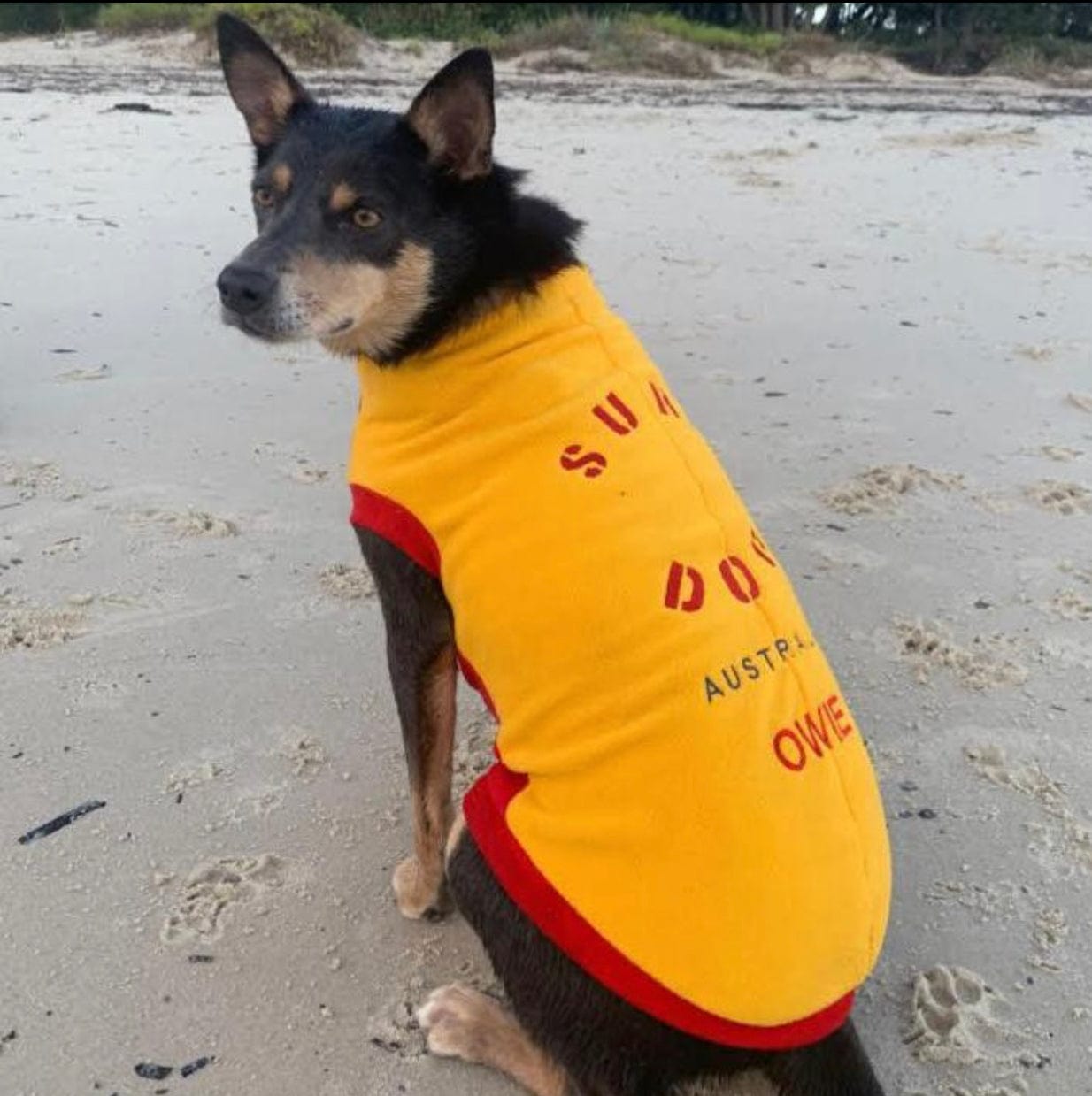 Fleece Jumpers for Dogs