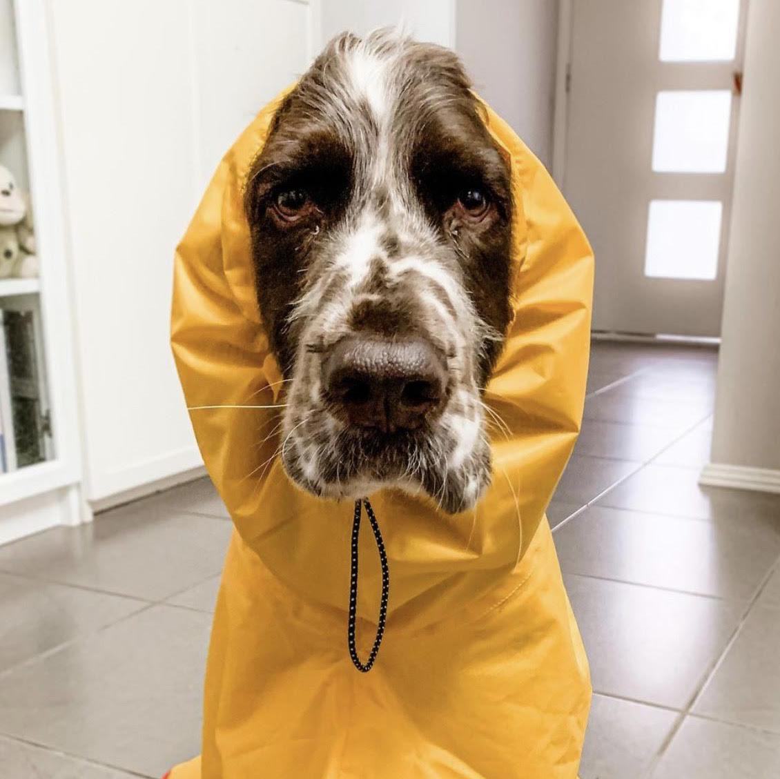 Surf Dog Raincoats Dog Raincoats