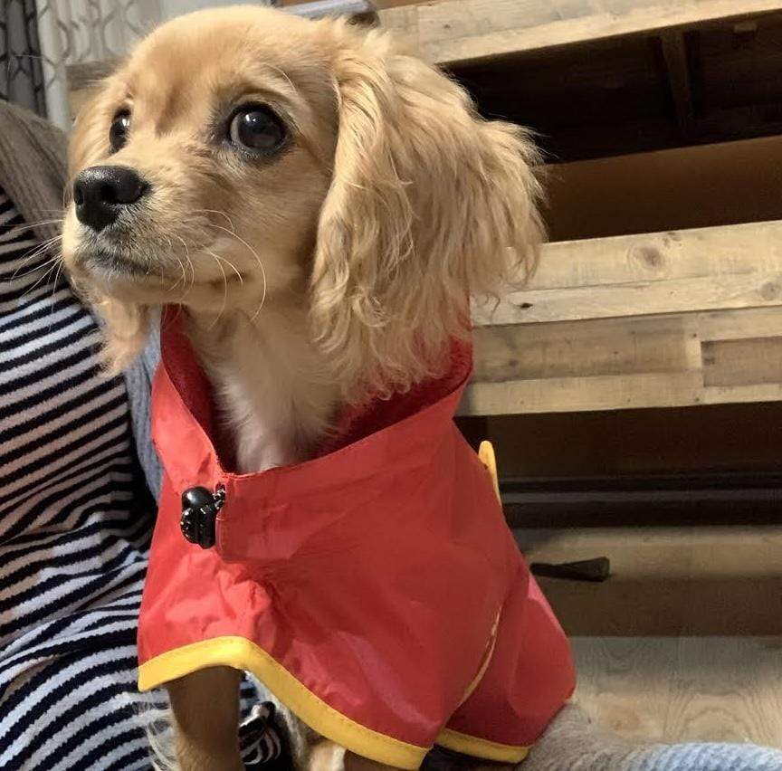 Surf Dog Raincoats Dog Raincoats