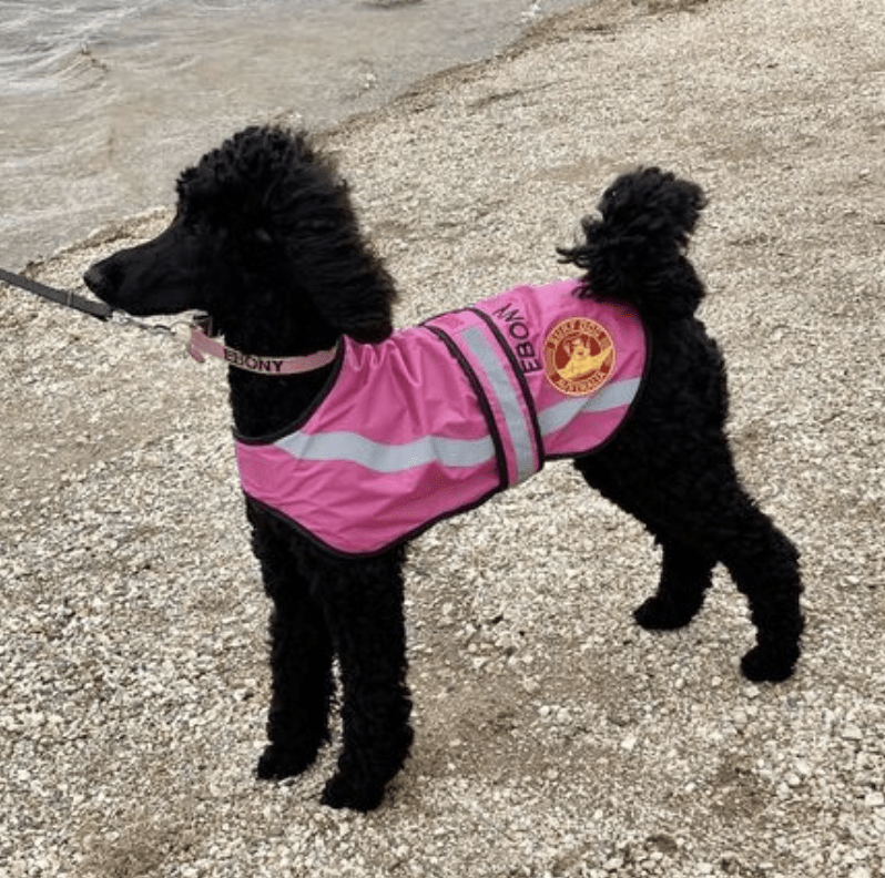 SurfDog Australia Raincoats Dog Coat - Hi Visibility