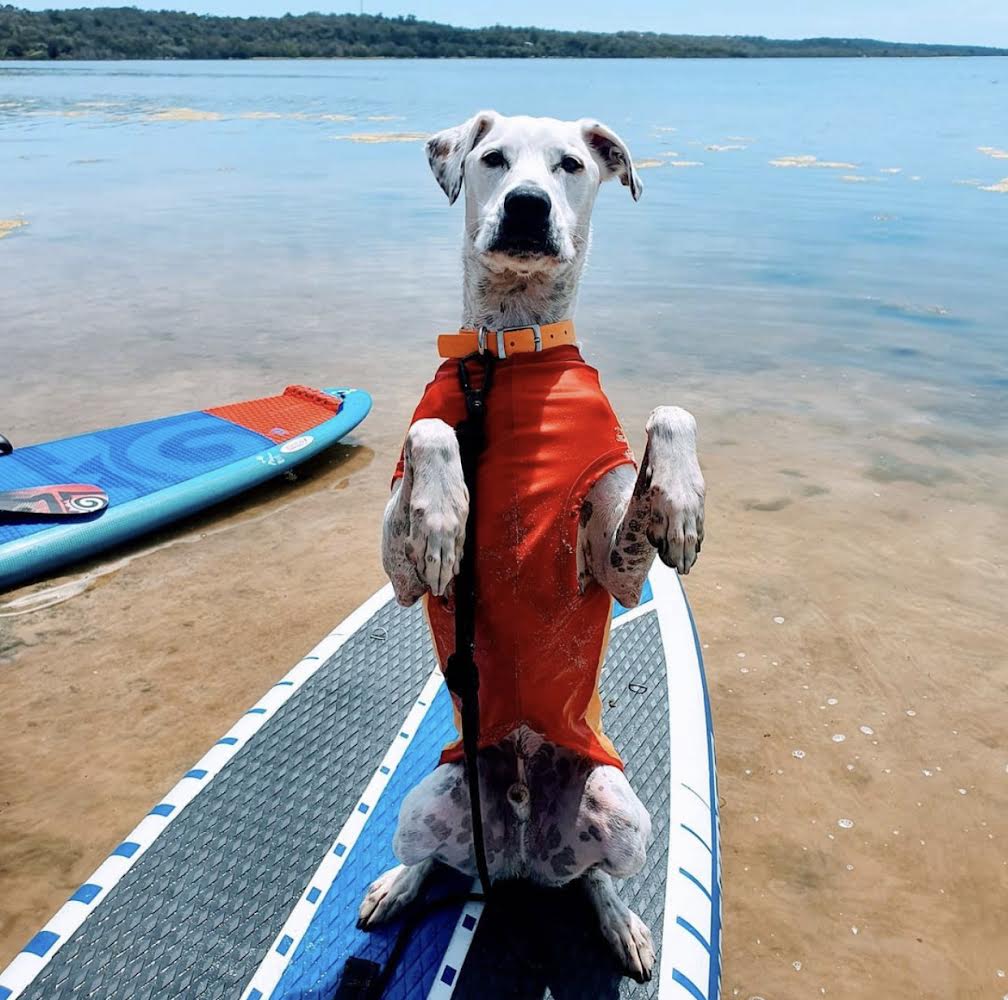 Surf Dog Shirts Dog Rashies