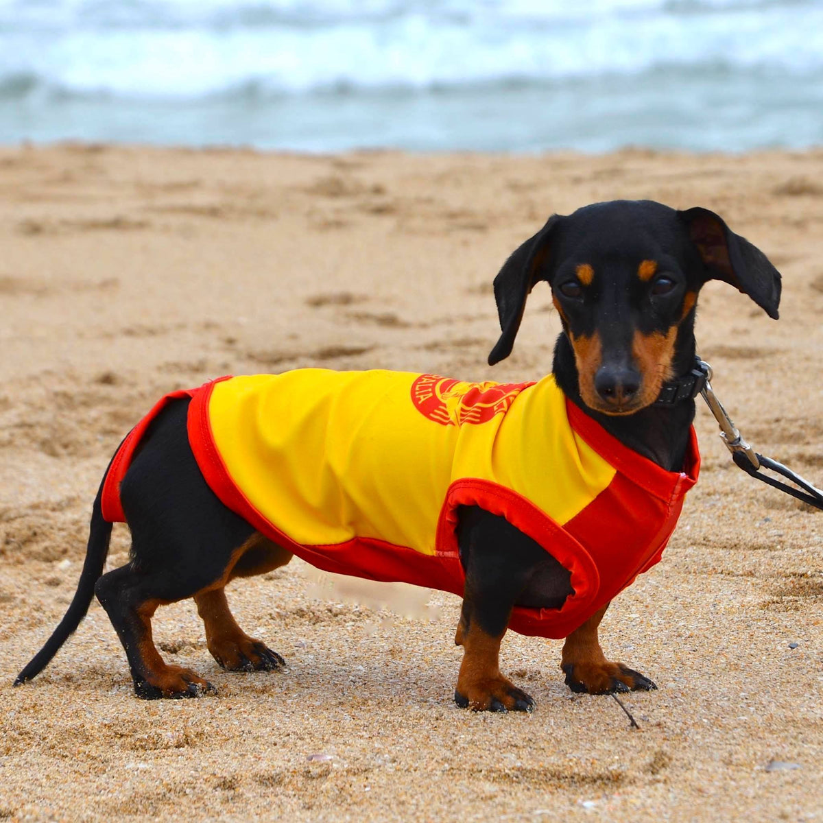 Dog Rashies by Surfdog Australia - UV protection shirts for dogs